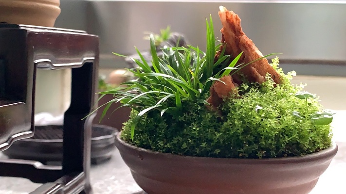 菖蒲&苔藓，假山的是啥石头，你认识不？