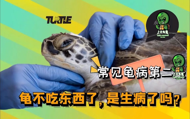 乌龟不吃东西，是生病了吗？常见龟病治疗第二集