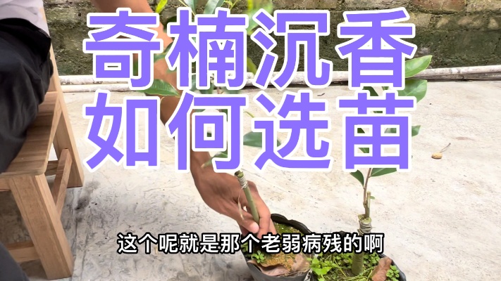 种植奇楠沉香，哪些苗是优质、健康的？看完视频后明白了吗