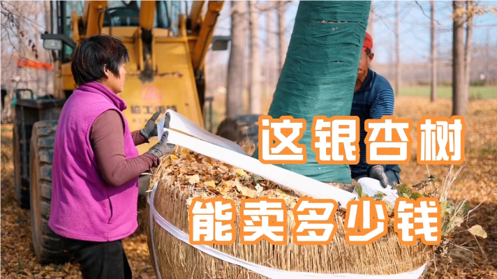 临沂农村银杏树太不值钱了，看看30公分的一棵才卖多少钱？