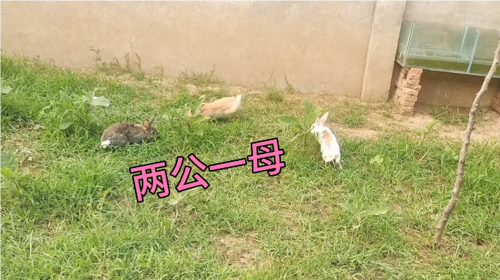 母兔到繁殖期了，用两只公兔各配一次，生的兔崽会是啥样？