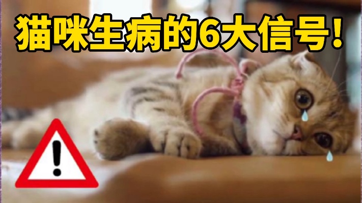 猫咪求救信号！猫咪生病6大征兆！