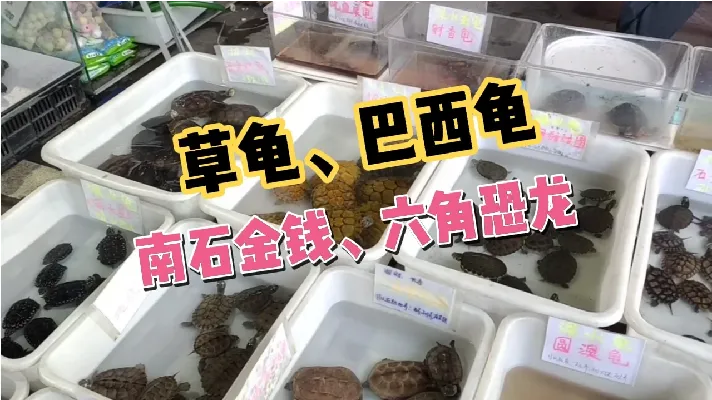 分享广东省知名乌龟市场，这边观赏龟价格行情怎么样？南石金钱龟