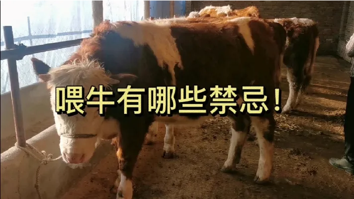 喂牛禁忌大公开！小王和您分享什么东西是绝对不能喂牛的！