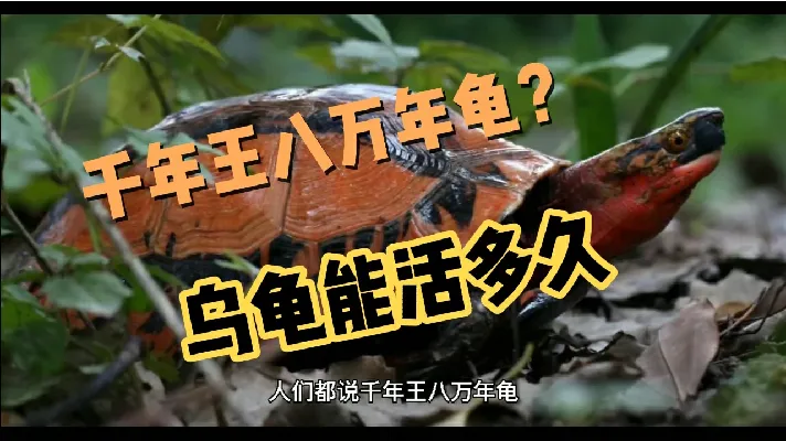 都说千年王八万年龟，乌龟究竟能活多久？难道真有一万岁的龟吗？
