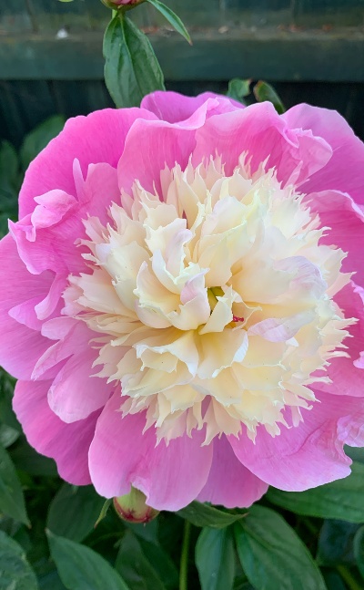 花开富贵、国色天香、院子里的牡丹娇艳，视频与大家分享！