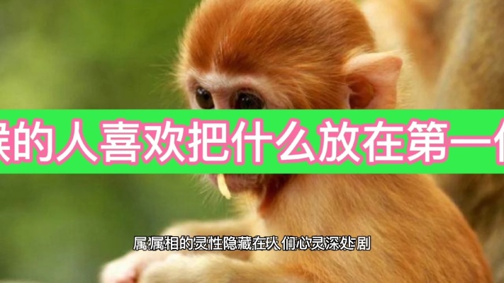 生肖文化:属猴的人喜欢把什么放在第一位？