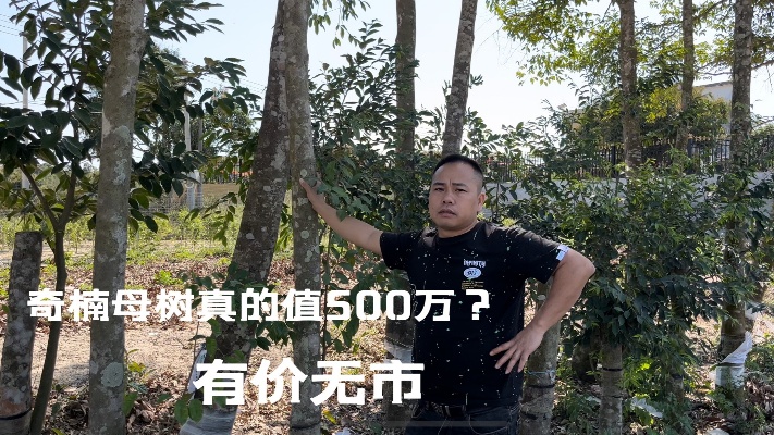 一棵奇楠沉香母树真的值五百万，却又卖不出去，难道是有价无市？