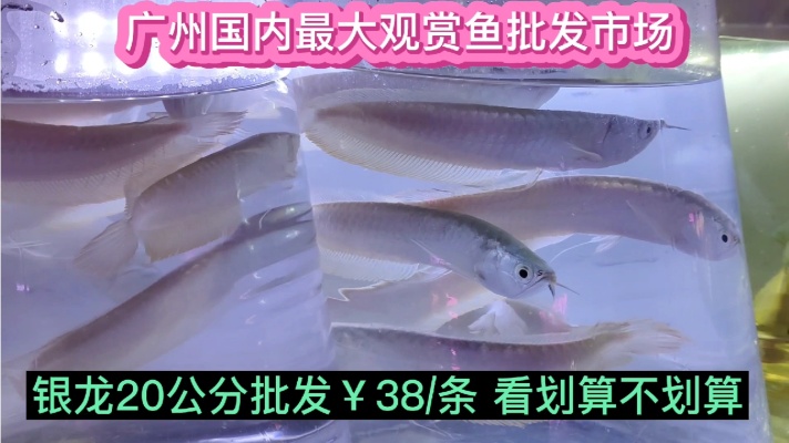 广州国内最大观赏鱼批发市场，银龙20公分批发38一条，价格怎么样