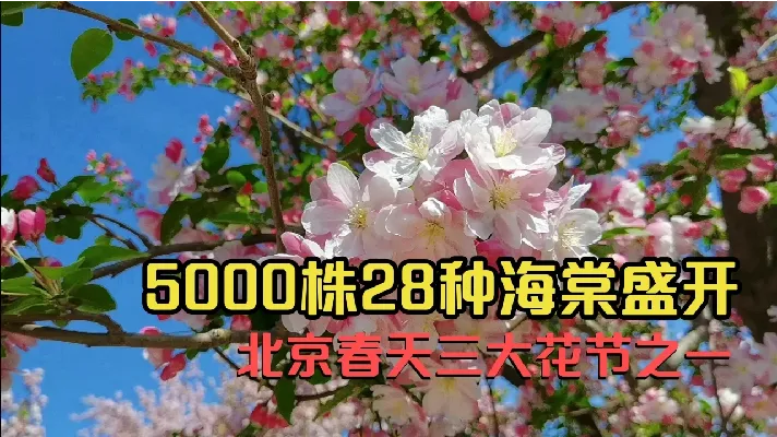 5000株28种海棠花在这里免费欣赏，北京春天三大花节之一