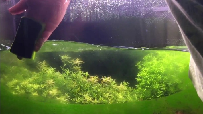 鱼缸长满了绿藻，该如何擦干净，喷点H2O2拿洗碗布一擦就掉