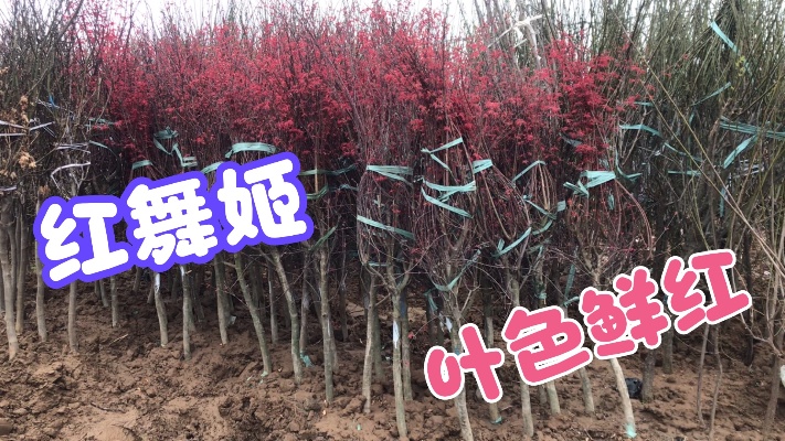精品枫树系列、日本红枫、红舞姬、叶色鲜红、可地栽、盆栽观赏等