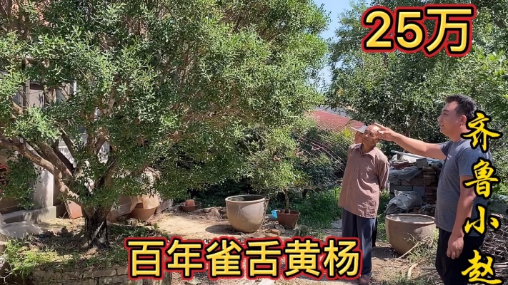 传承啦七代人的一棵百年雀舌黄杨树，25万值吗？要是你舍得卖吗？