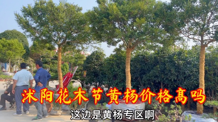 黄杨被誉为家庭最好的风水树，江苏花木节上可真多，看看价格贵吗