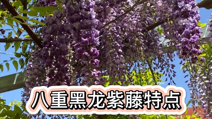 八重黑龙紫藤树有啥特点？养紫藤姐姐说看枝条就能辨认，欢迎收藏