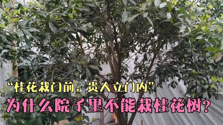 桂花树代表着富贵吉祥，却不能栽在院子里面，原因你知道吗？