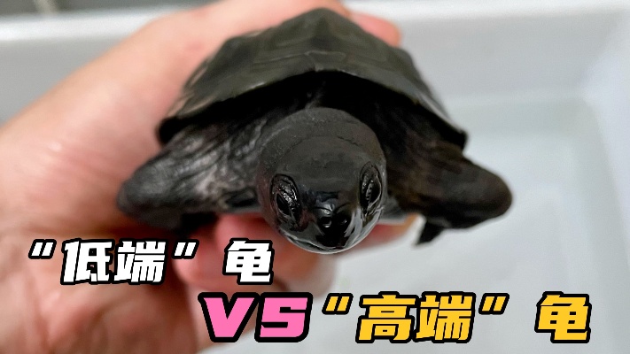 几块钱一只的乌龟比较上千元一只的乌龟，真的区别就这么大吗？