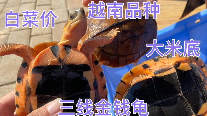 三线金钱龟品种如何选择，越南