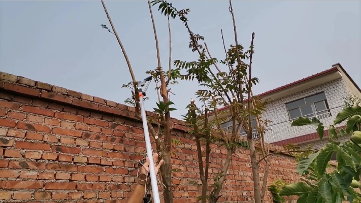 香椿树在六月中旬，把上面的枝叉都打掉了，为什么？视频说出原因