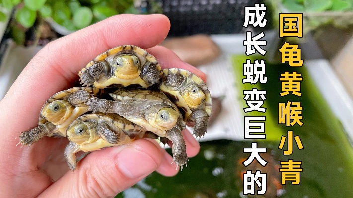 网购五枚龟蛋孵化出的小青龟，成功健康长大了！分享龟苗饲养方法