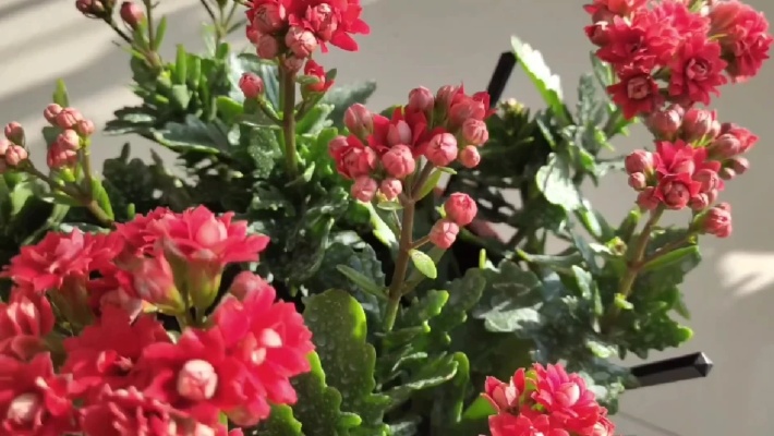 室内养花，就选这‘8’种‘健康花’，可以净化空气、愉悦心情