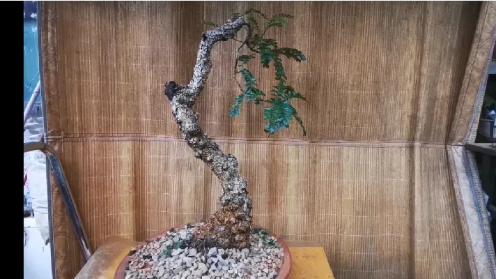 清香木为什么会被称之为神龙木，在云南，有不可替代的位置