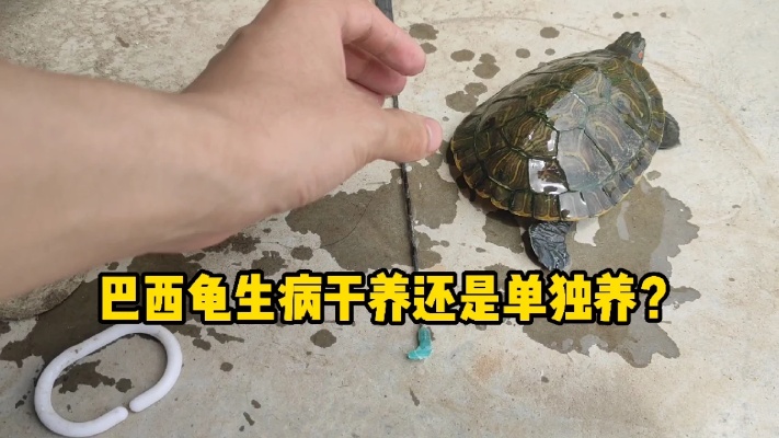 【乌龟】巴西龟生病了。是干养呢？还是单独养呢？