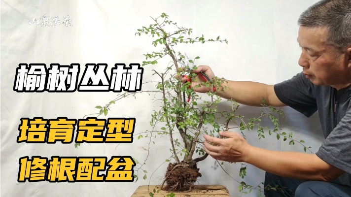 榆树丛林盆景培育定型修根配盆的过程