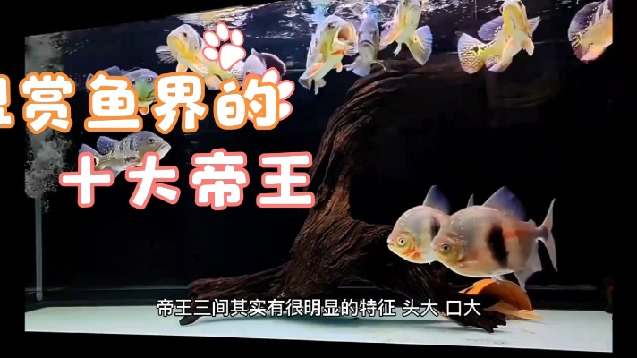 观赏鱼界的十大帝王鱼