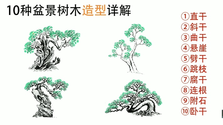 十种树木盆景造型详解NO.2 从小白到高手的蜕变