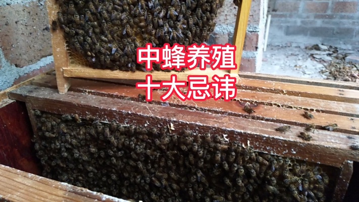 中蜂养殖的十大忌讳？