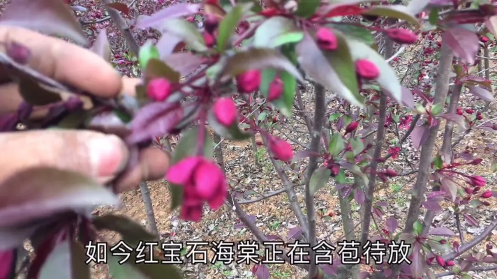 农民种植这种海棠树价格飙升，花叶果树干都是红色，园林绿化疯抢