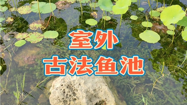 室外古法鱼池建造方法和注意事项，火山石露天乌龟池水草植物推荐