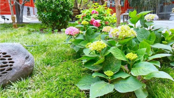 花卉苗木，庭院绿化，花园设计，中式庭院绿化效果@北京华瑞