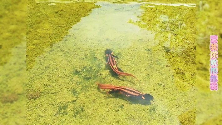 发现大量贵州疣螈群，又叫四脚蛇，苗婆蛇国家二级保护动物
