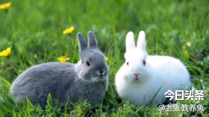 球虫病在养兔中危害很大，该怎样去防呢？