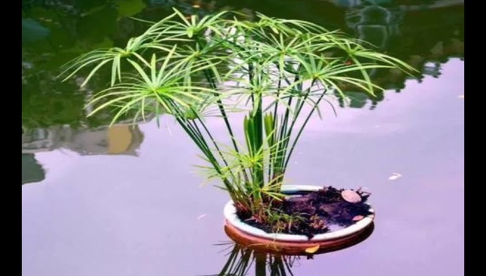 花友出游在溪边遇到形似竹子的水竹，做盆栽太美了，繁殖超简单