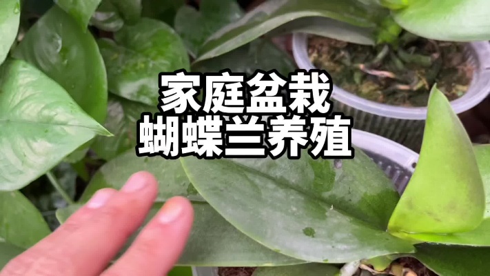 家庭盆栽蝴蝶兰养殖方法，花谢后剪掉花梗继续养护