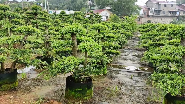 造型榆树容器苗，高度1.5米，冠幅1.5米。