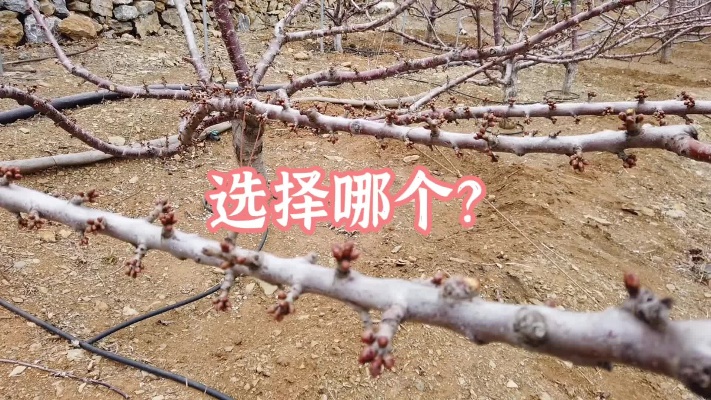 樱桃物语 大樱桃树品种如何选择？