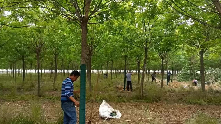 建平苗木种植合作社 10-30公分国槐量大，958棵安徽蚌埠走起