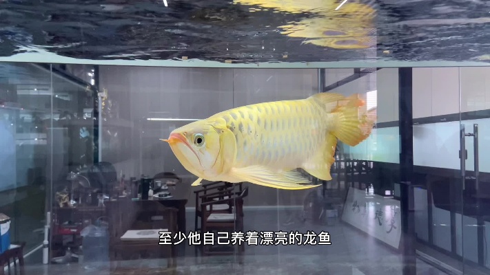 新手如何养好龙鱼#广州孟吉尔#辰赤红龙#空气缸