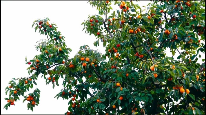 阿拉神柿子树花卉专用抗虫特种肥12月1日重磅上市#柿子树抗虫肥