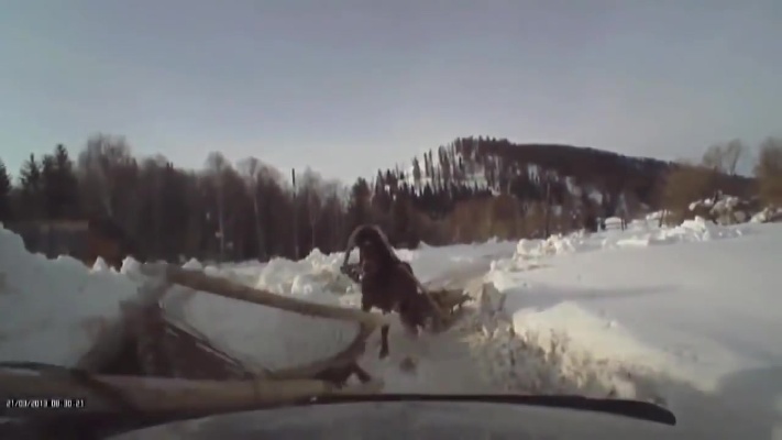 在俄罗斯开车要注意横穿马路的动物！