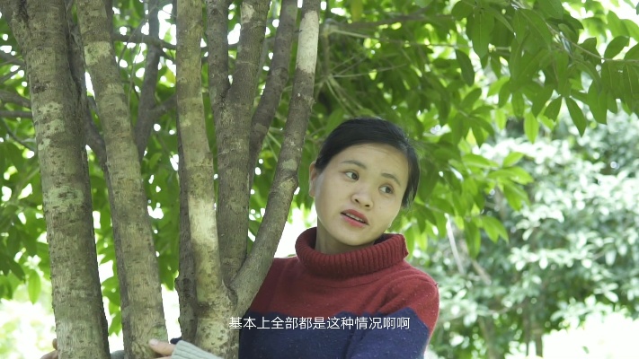 邻居种的十二年桂花树一颗也卖不出去，究竟为何？