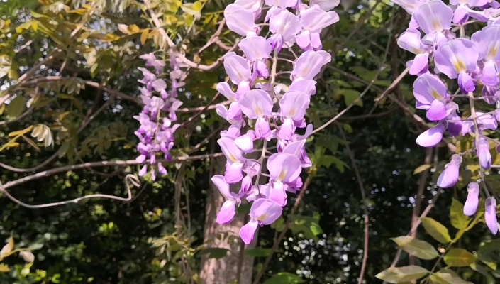 紫藤，优美芳香大型藤本植物，中国传统园林著名栽培品种