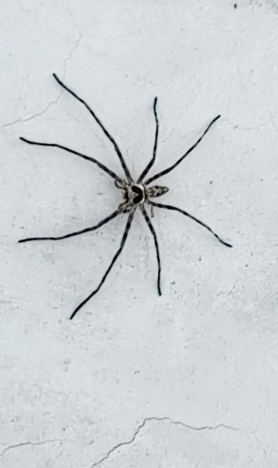 有人知道这长腿蜘蛛有毒？头像爱心超可爱，家里出现 差不多手掌大的 蜘蛛真少见，差一点给他吓个半死！