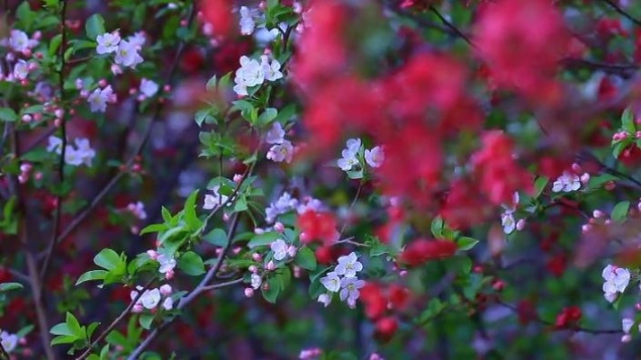 这就是山东丨黄河三角洲北美海棠园花开正艳 静待游客一睹芳华