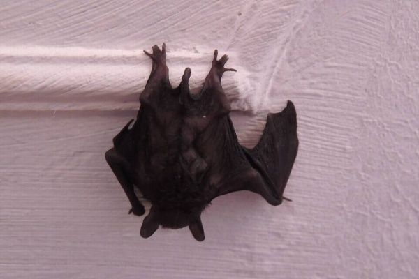 家里进了蝙蝠，该怎么驱赶？
