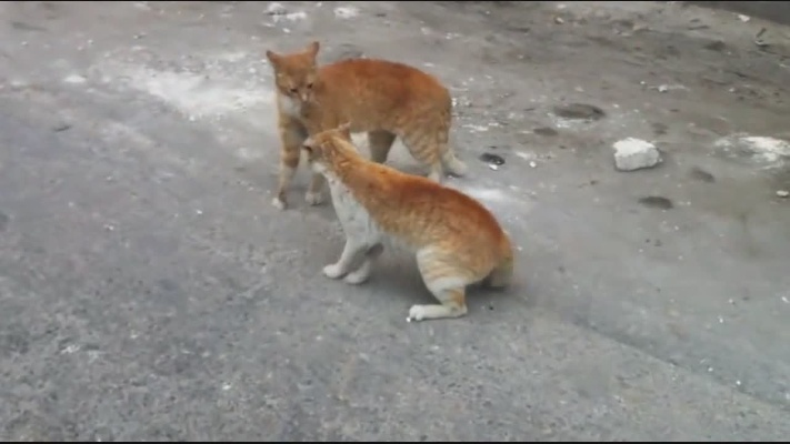 两只猫干仗，黄猫主动出手谁知实力不如人，直接被对手吊打